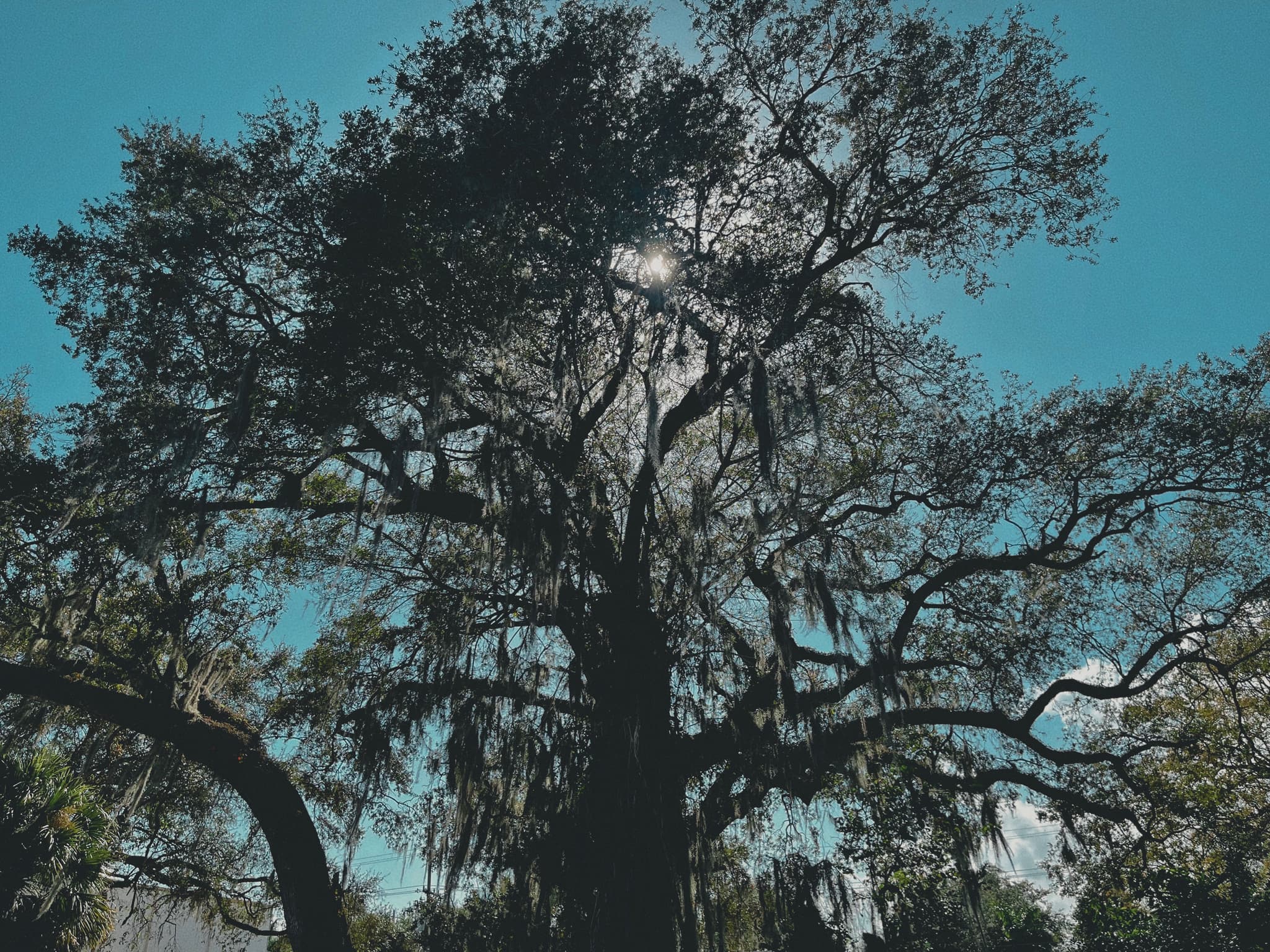 mossy oak tree